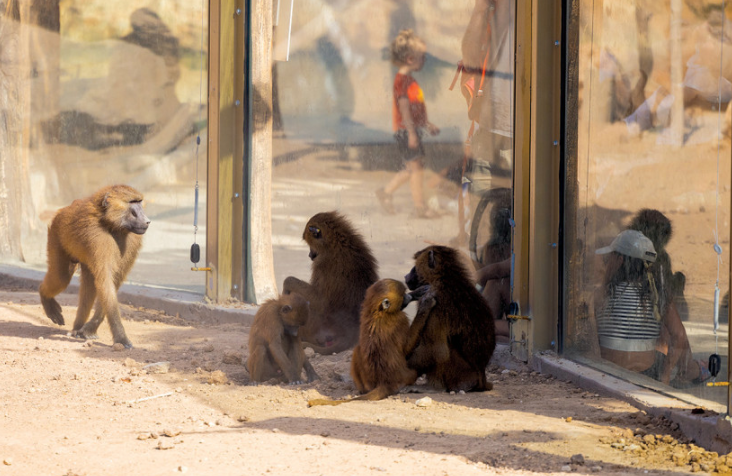 Histoire d'un zoo...qui n'en est pas un, chronique de Jean-François Strouf